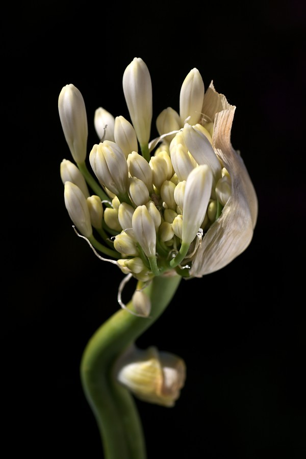 White Agapanthus  by Joy Watson